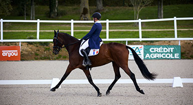 dressage